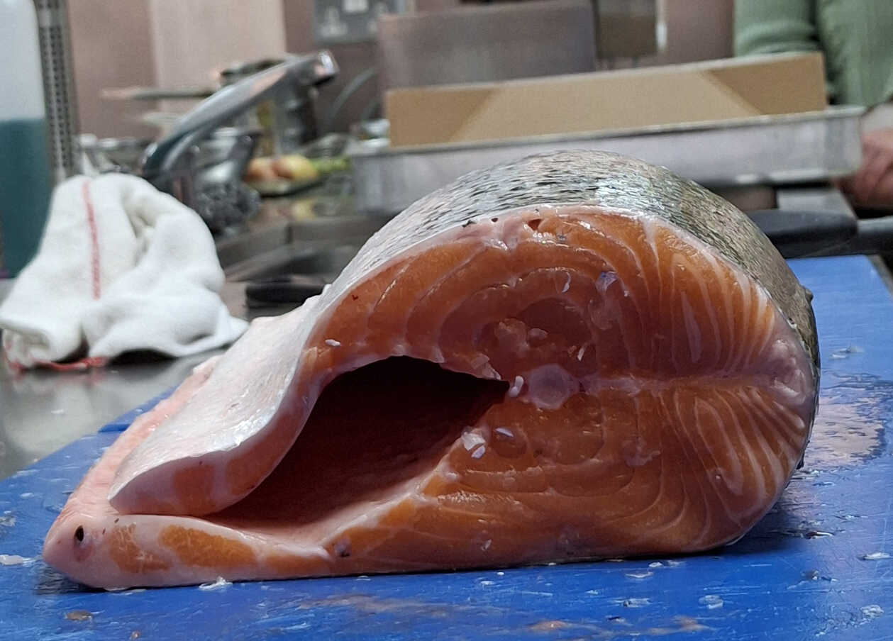 Cross-Section of the Salmon.
