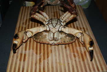 Crab on its back