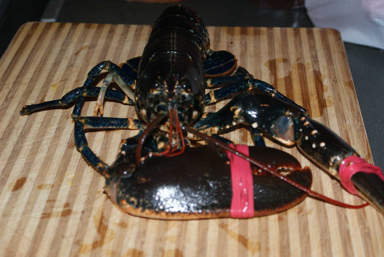 Heeeeeere's Larry! Before we ate him. Larry the lobster