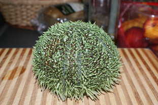 Sea Urchin