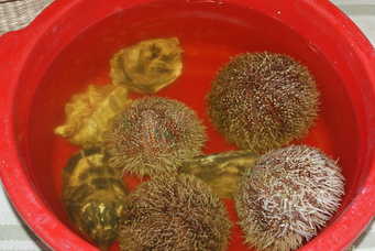 Sea Urchins