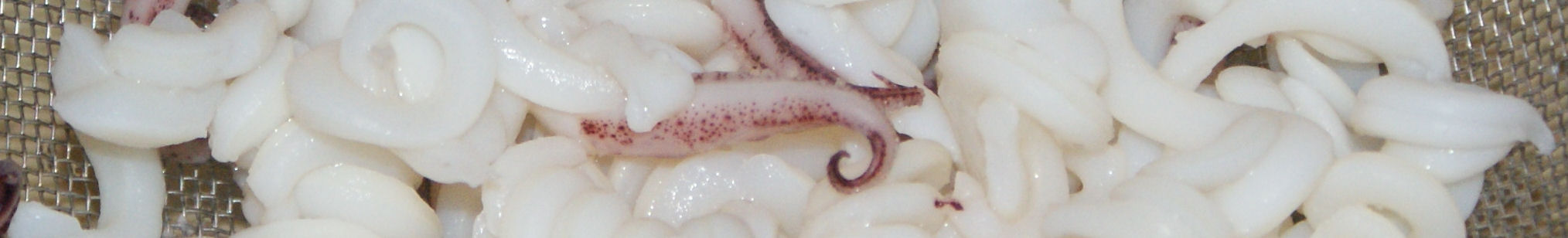 Lacy Squid