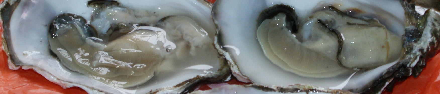 Oysters