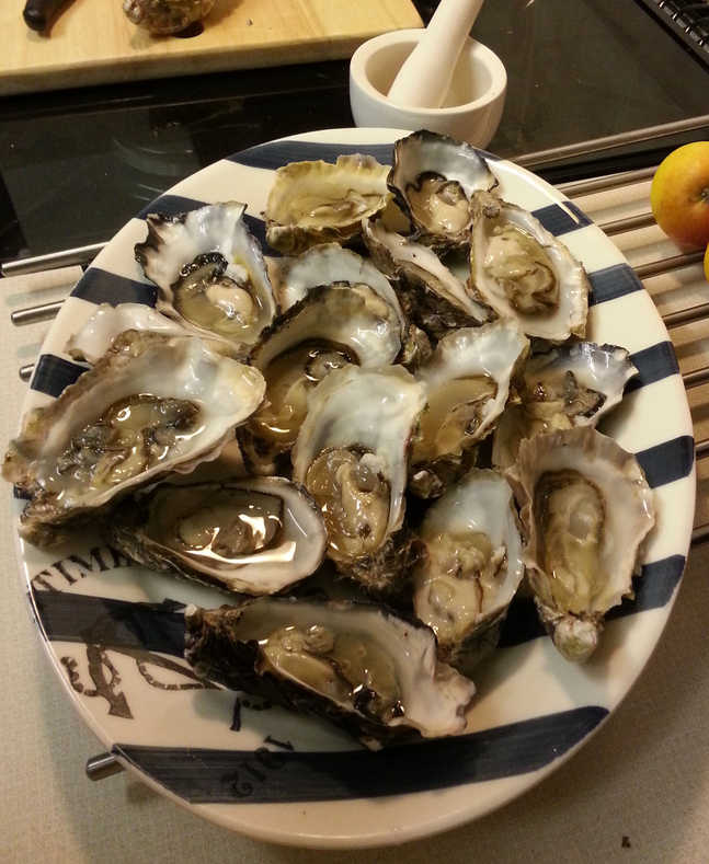 Shucked oysters