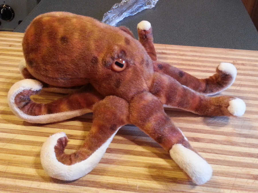 Kraky the stuffed octopus
