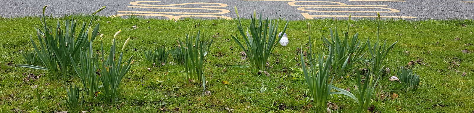 Roadside Early Daffodils