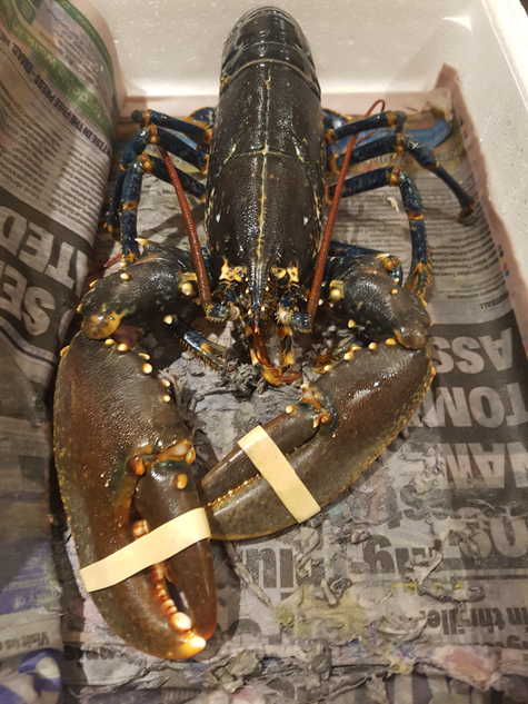 Live Lobster