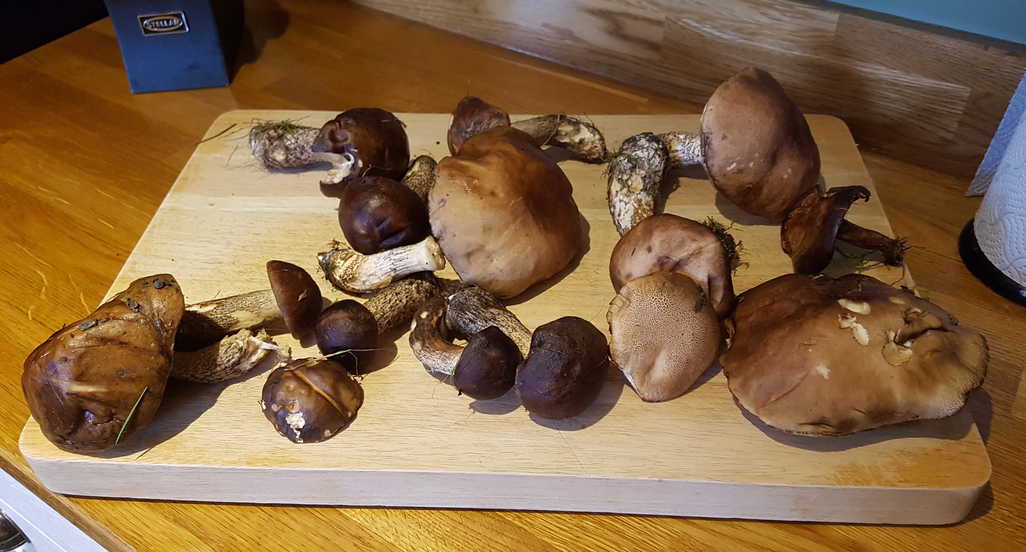 Foraged Mushrooms