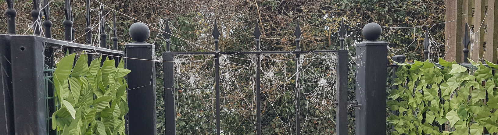 Winter Webs