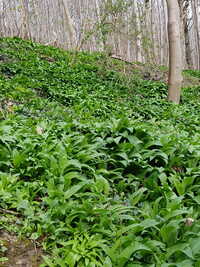 Growing Wild Garlic