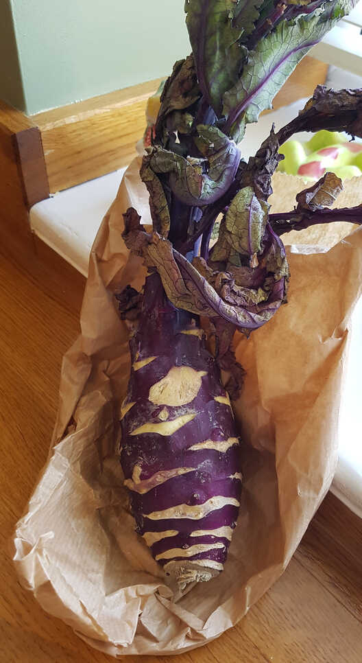Kohlrabi root