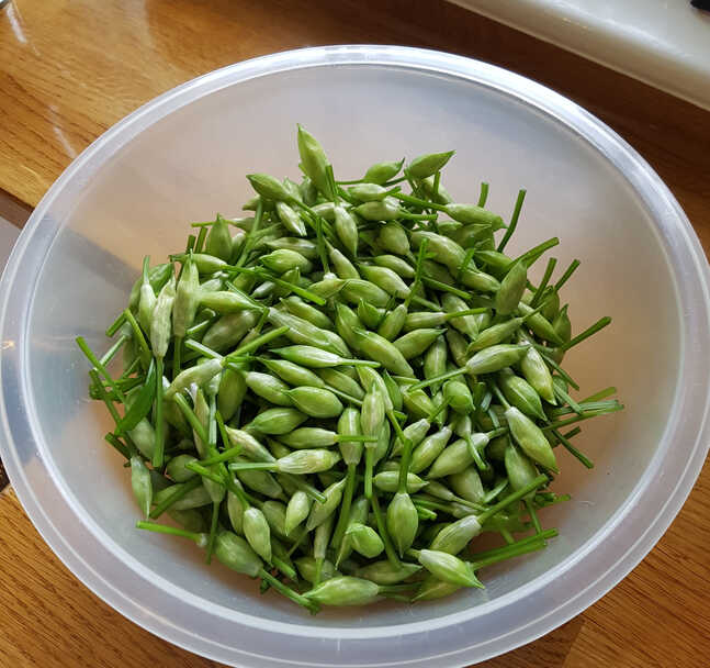 Picked Wild Garlic Buds. Ready to Pickle.