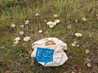 ECS Bag in a Field of Mushrooms