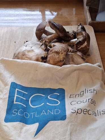 ECS Bag 'o' Mushrooms