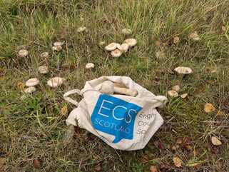 Mushrooms. Probably Poisonous.