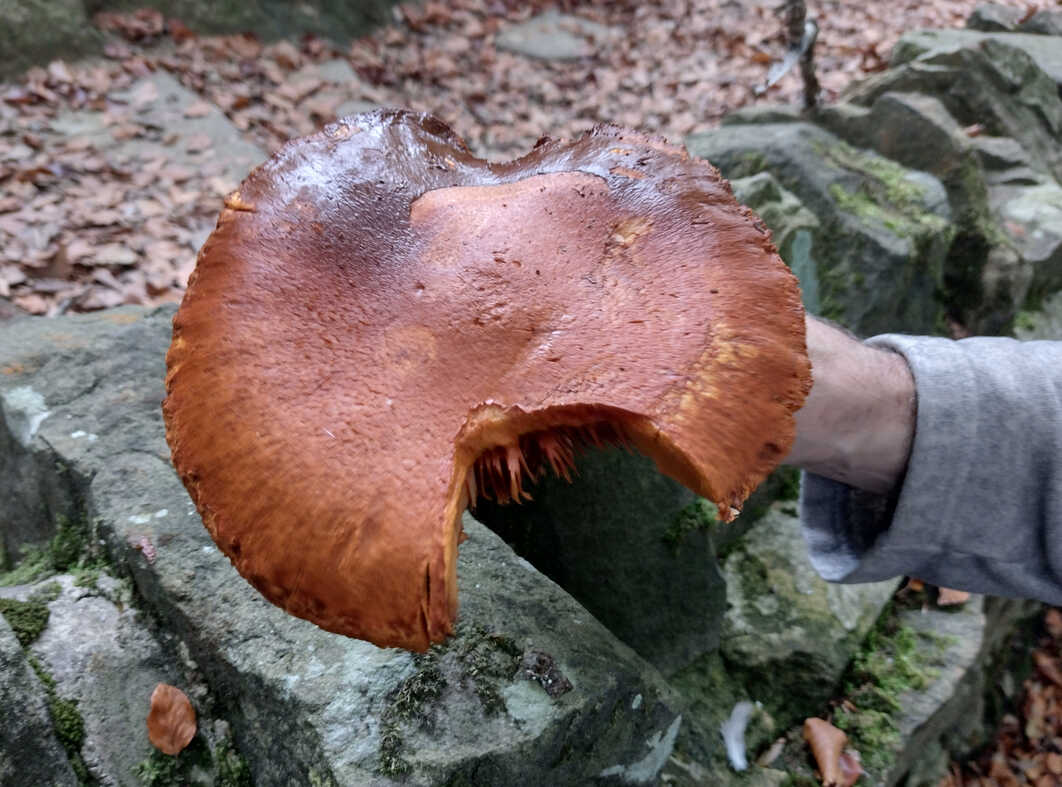 A SPECTACULAR rustgill from Judy Woods