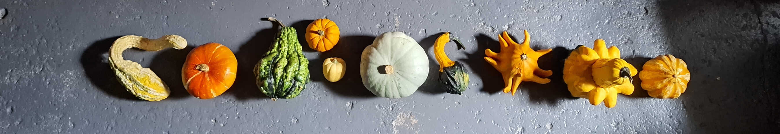 Ornamental Pumpkins all in a line
