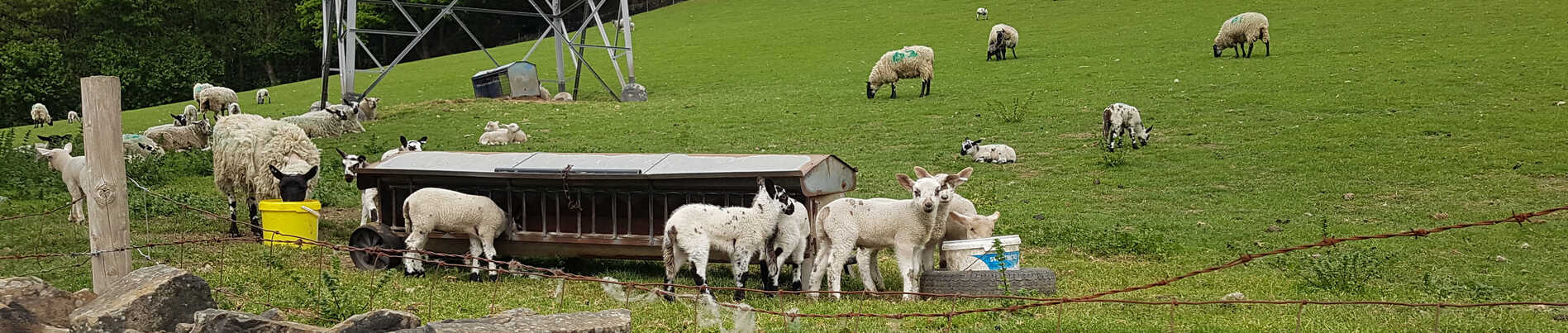 Gamboling Lambs