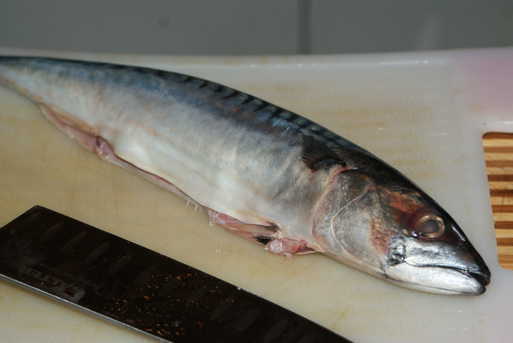 Raw Mackerel